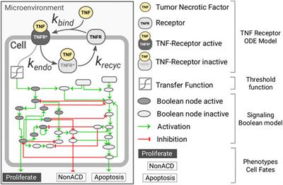 Optimizing Dosage-Specific Treatments in a Multi-Scale Model of a Tumor Growth